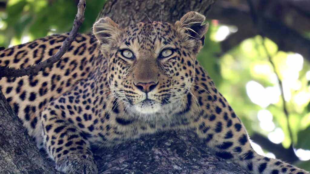 Leopard in a tree in the Okavango Delta