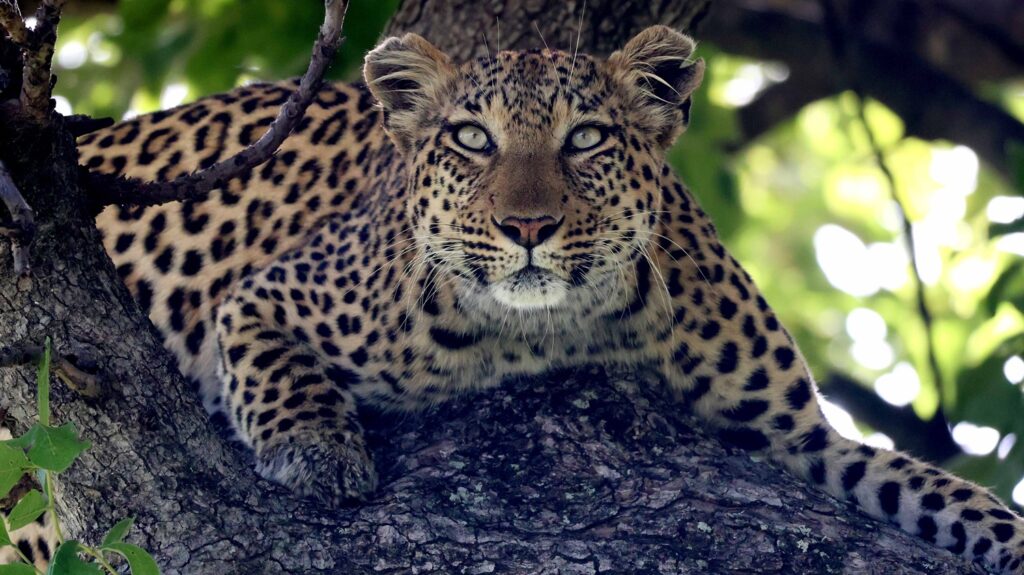 Leopard in a tree in the Okavango Delta