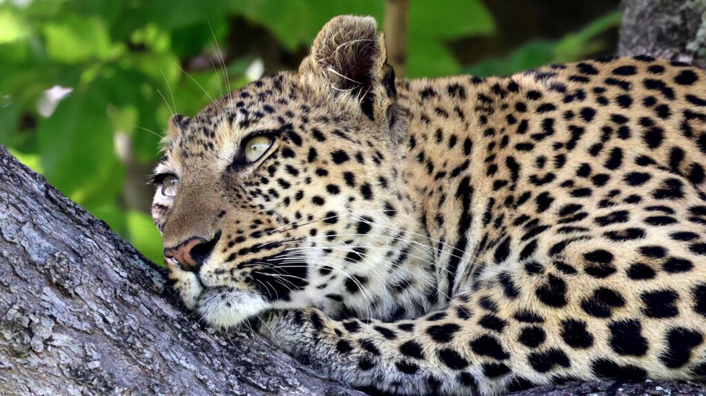 Leopard in a tree in the Okavango Delta