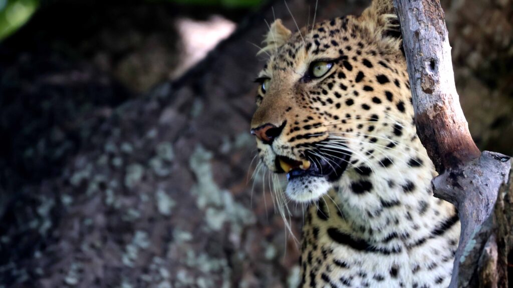 Leopard in a tree in the Okavango Delta