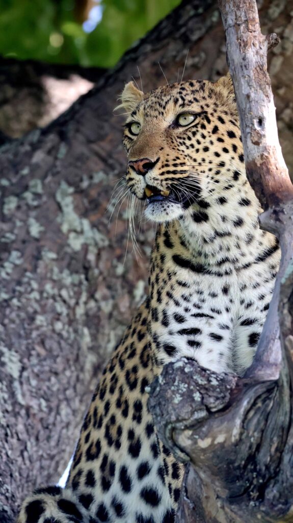 Leopard in a tree in the Okavango Delta