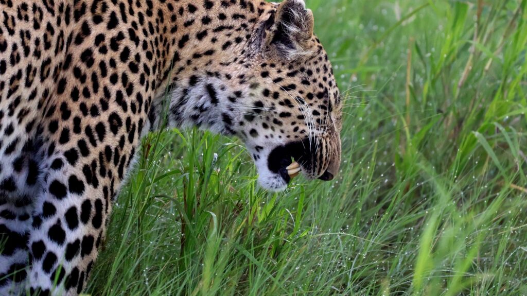 Leopard in a tree in the Okavango Delta
