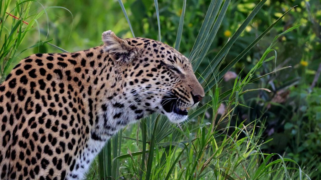 Leopard in a tree in the Okavango Delta