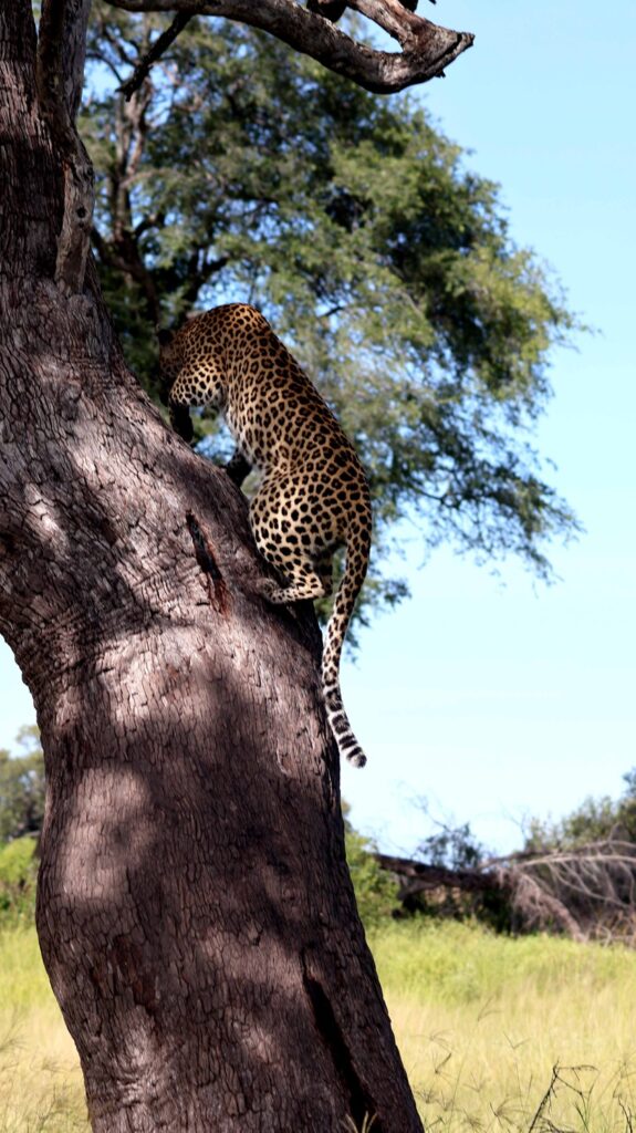 Leopard in a tree in the Okavango Delta