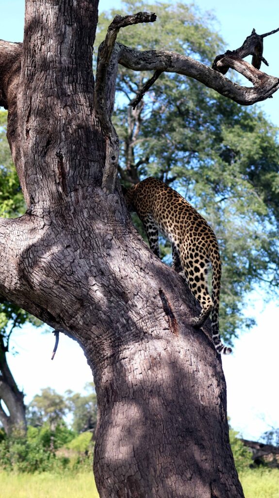 Leopard in a tree in the Okavango Delta