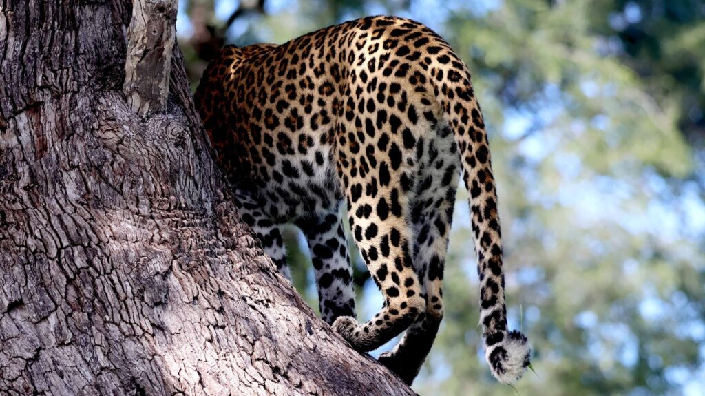 Leopard in a tree in the Okavango Delta