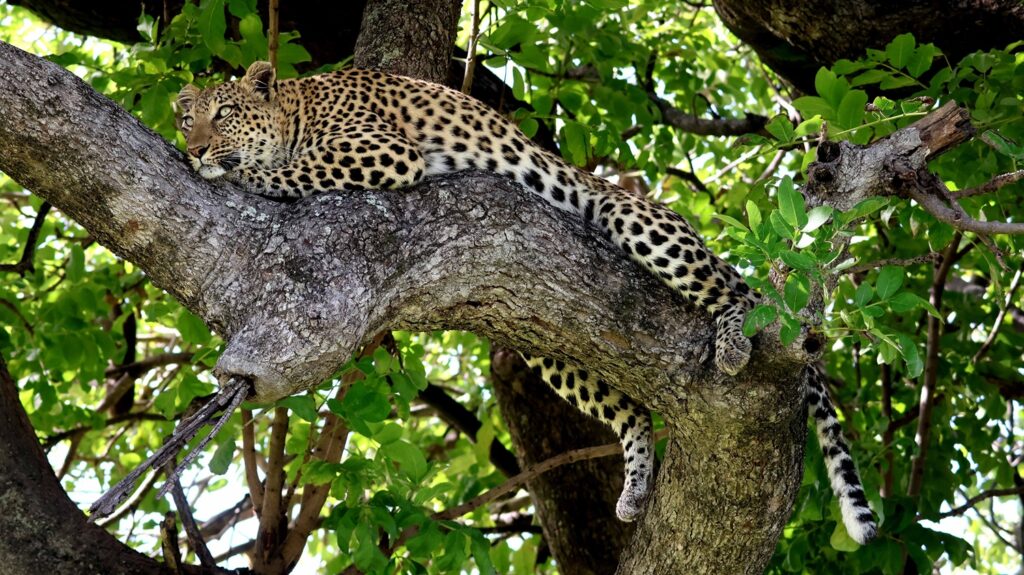 Leopard in a tree in the Okavango Delta