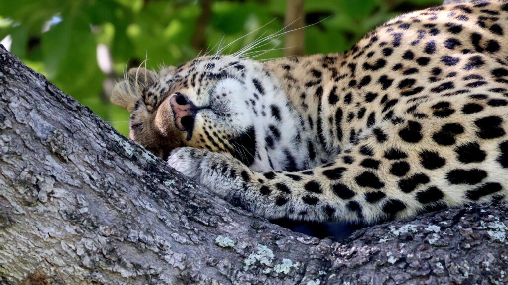 Leopard in a tree in the Okavango Delta