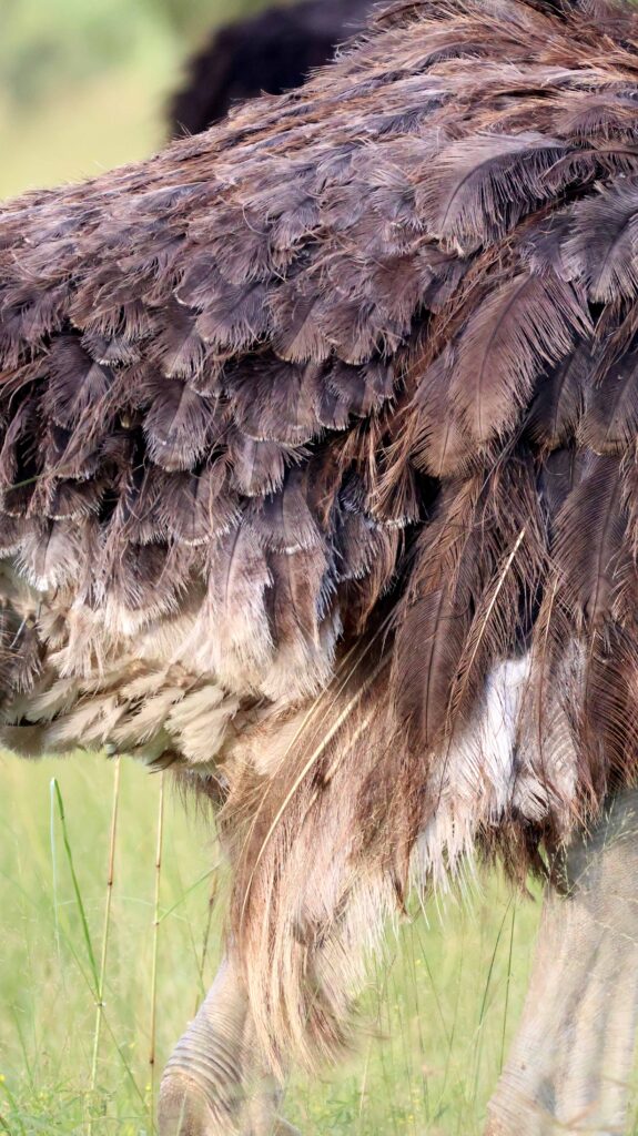 Ostriches