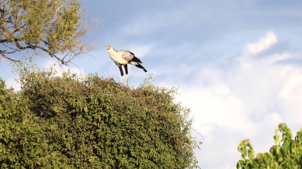 Secretary Bird