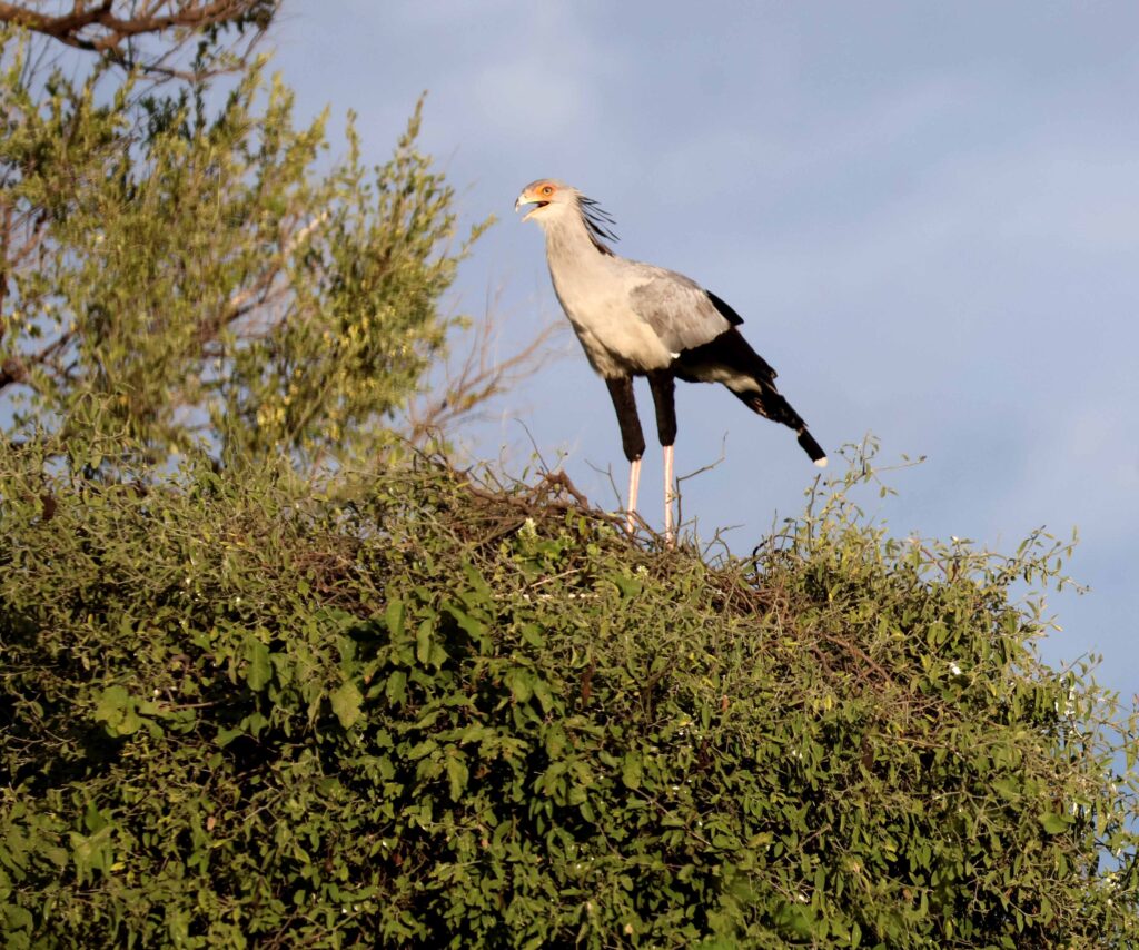 Secretary Bird