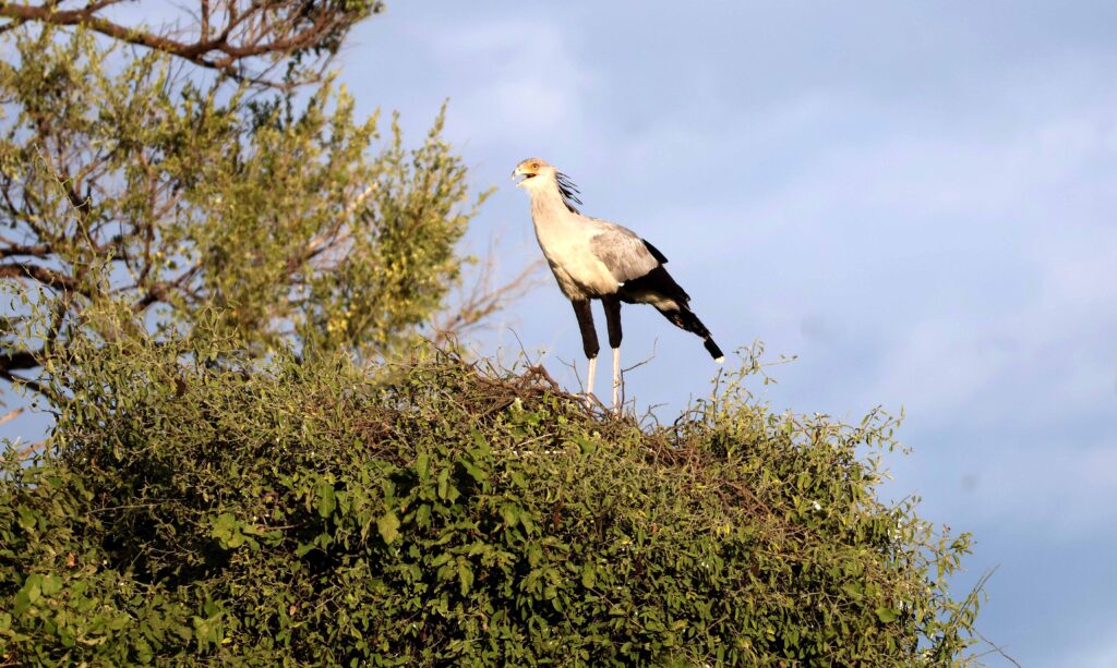 Secretary Bird