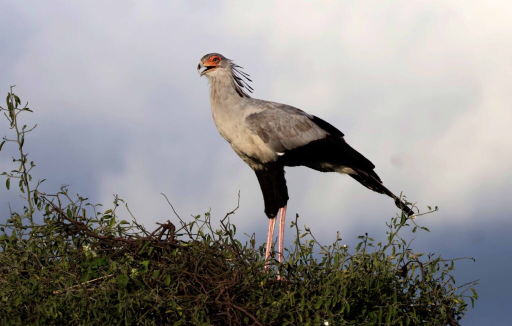 Secretary Bird