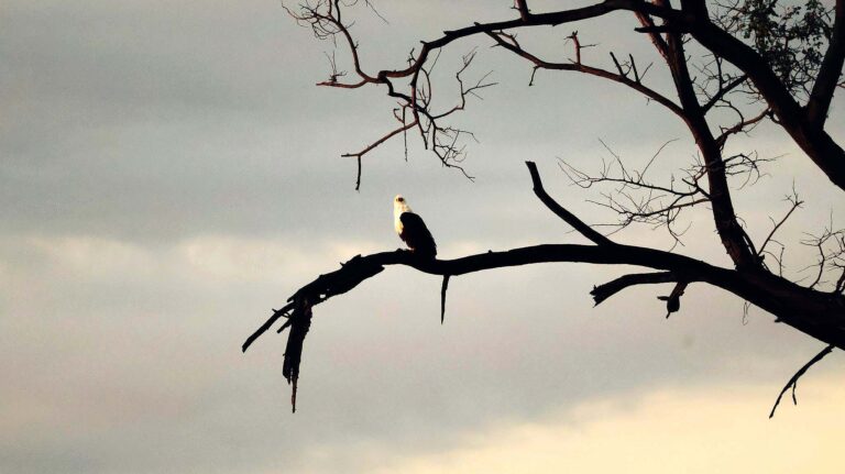 Great beautiful Fish Eagle