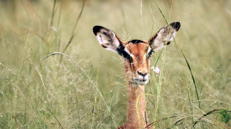 Impala hiding in the long grass