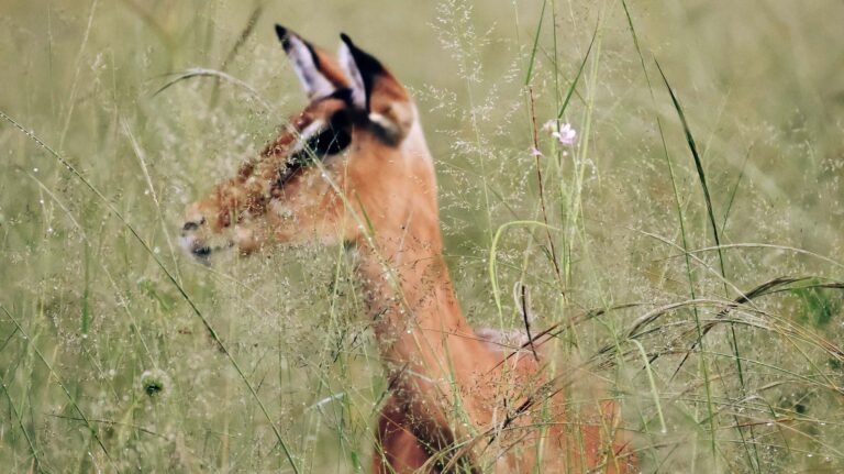 Impala hiding in the long grass