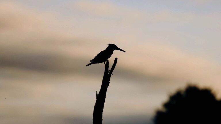 Pied Kingfisher