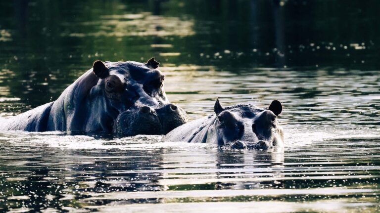 Hippos