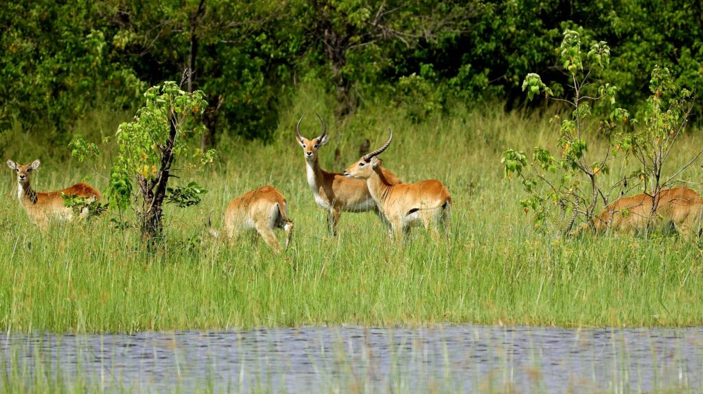 Red Lechwe