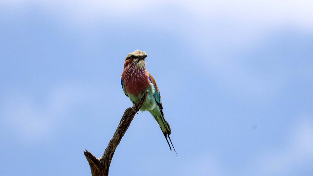 Lilac Breasted Roller