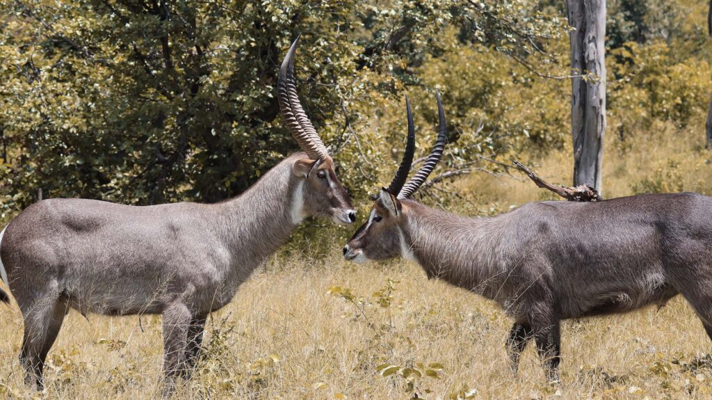 waterbuck