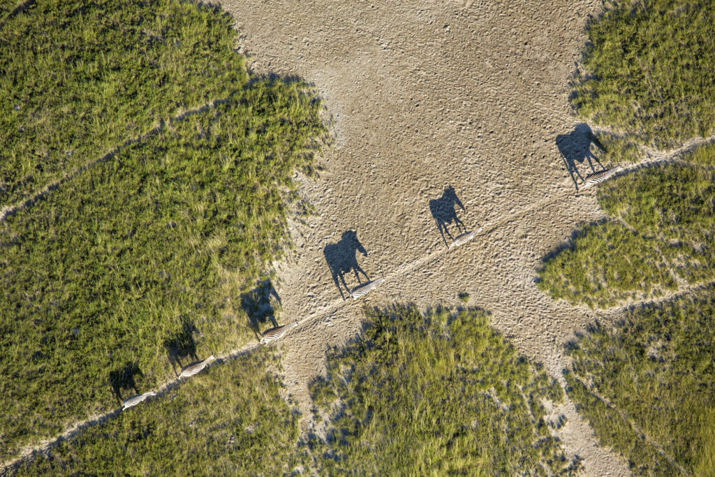 Zebra Migrating