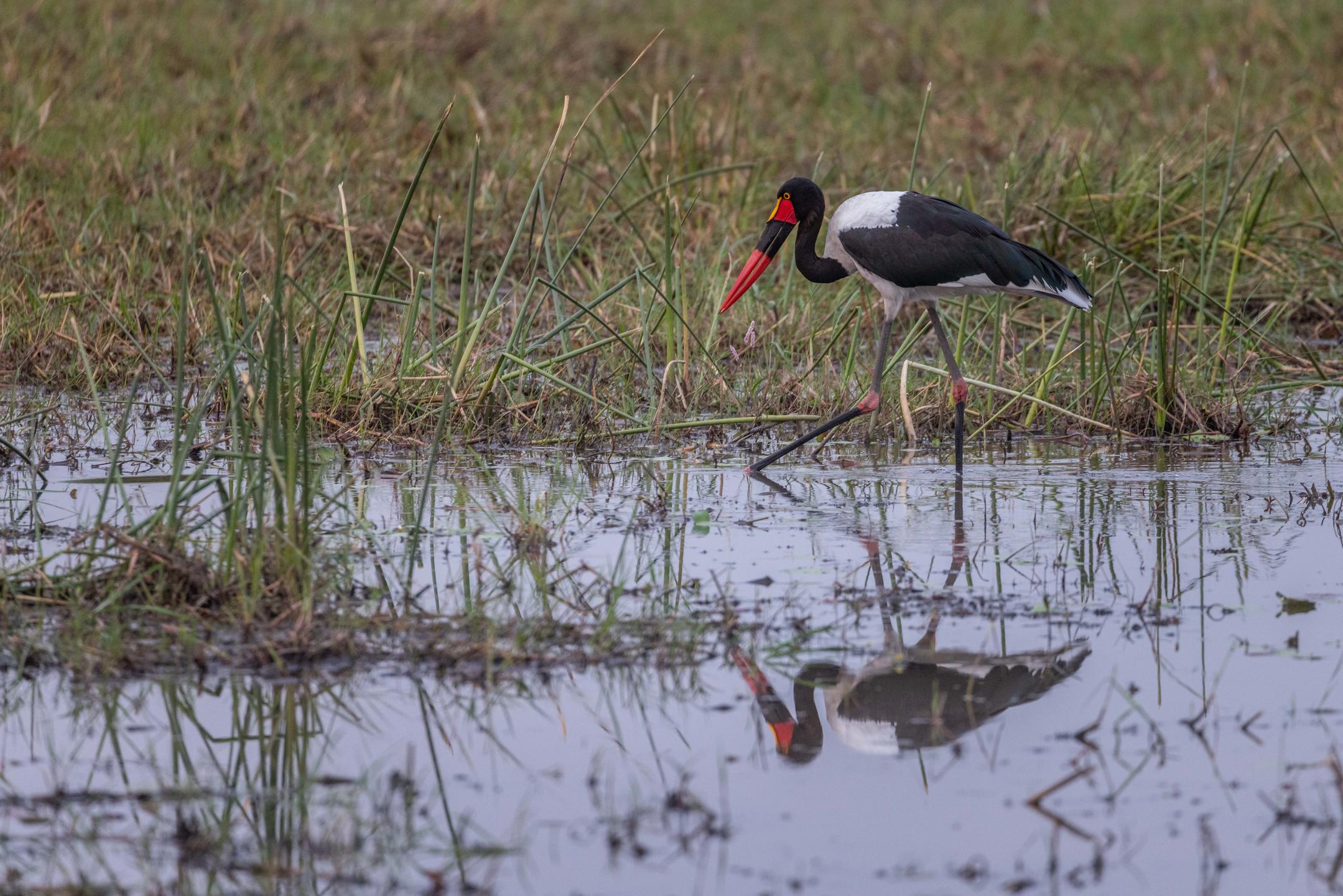Southern Okavango Delta bird in water