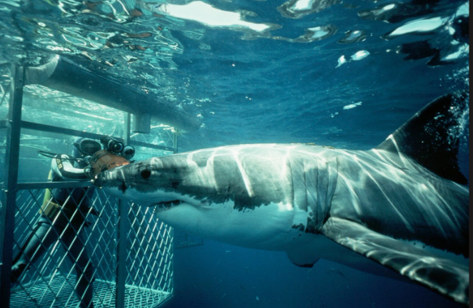 Shark Diving in Cape Town