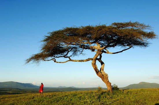 Tanzania big tree